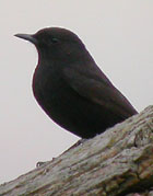 Birds of Extremdura, Spain - Black Wheatear &copy; John Muddeman